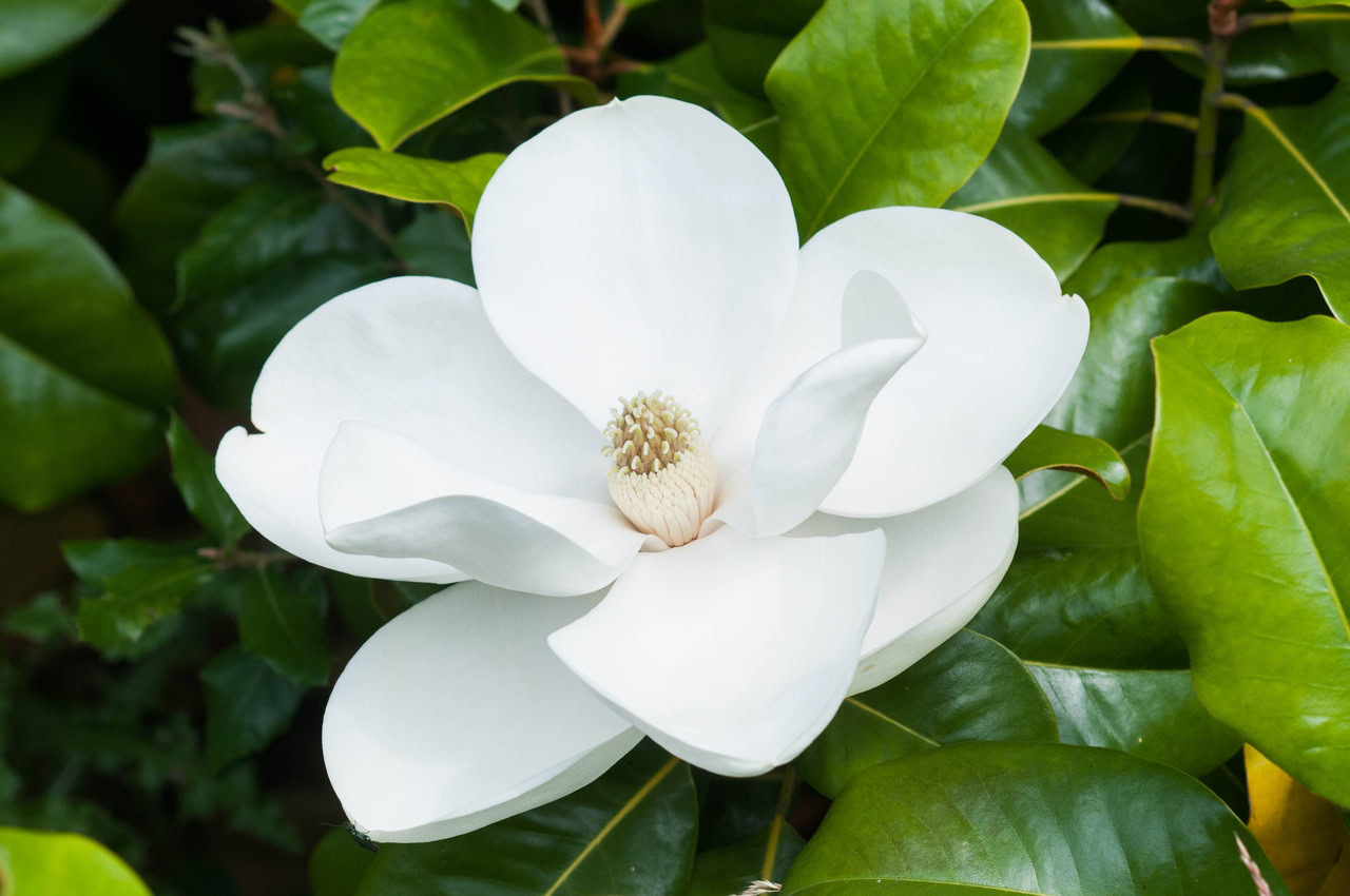 Wir schlagen die Etablierung einer weißen Magnolie in voller Blüte vor, die an zwei Jahrhunderte Naturgeschichte erinnert, umgeben von grünen und glänzenden Blättern.